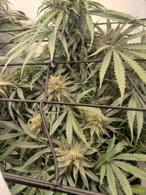 CBD Warlock. Week 12