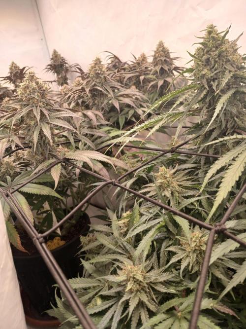 CBD Warlock. Week 12