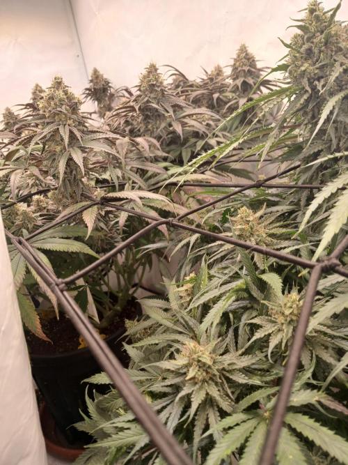 CBD Warlock. Week 12
