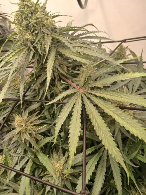 CBD Warlock. Week 12
