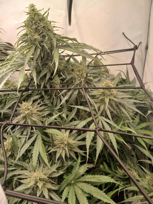 CBD Warlock. Week 12