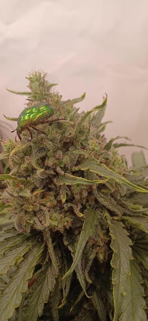 CBD Warlock