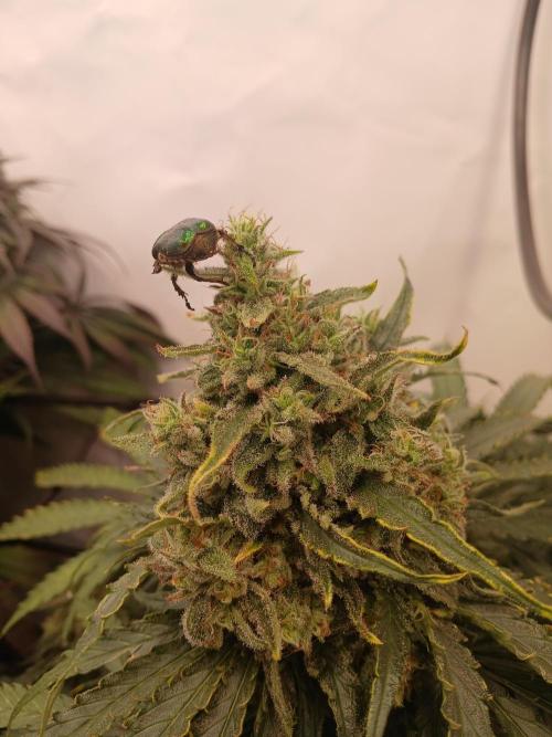 CBD Warlock. Week 13