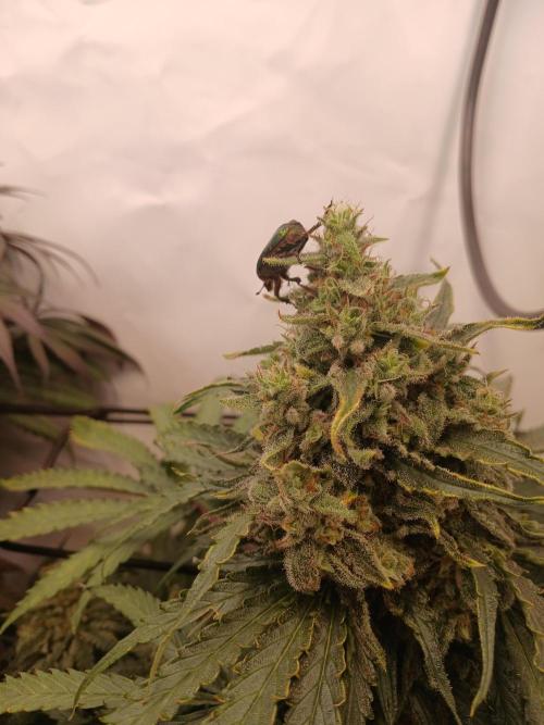 CBD Warlock. Week 13