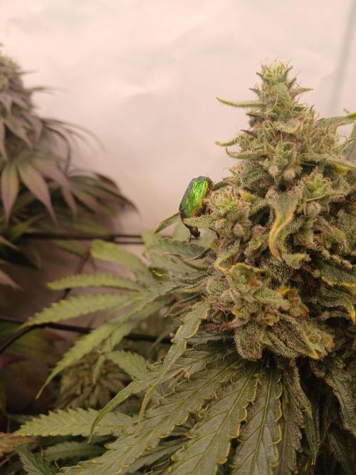 CBD Warlock. Week 13