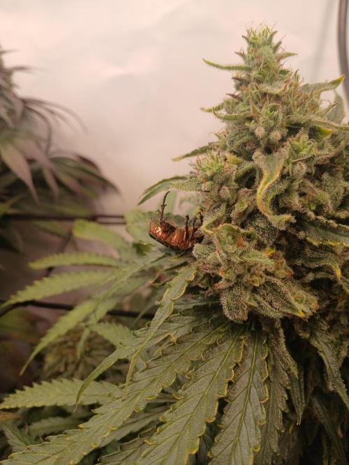 CBD Warlock. Week 13