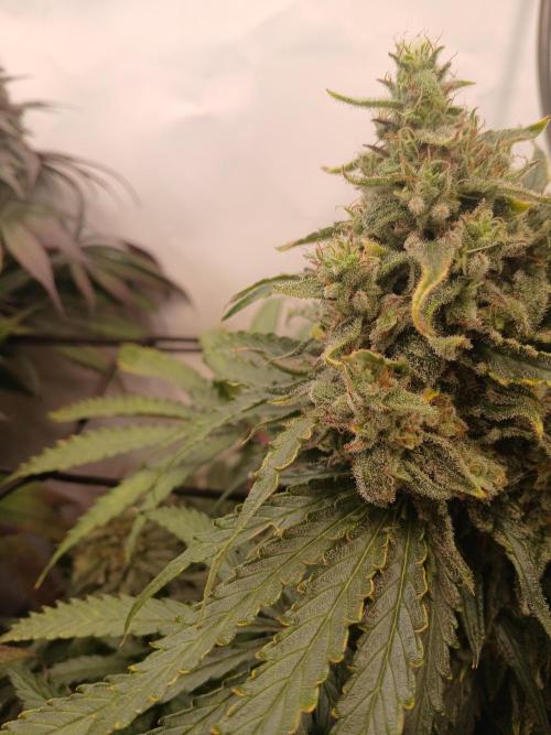 CBD Warlock. Week 13