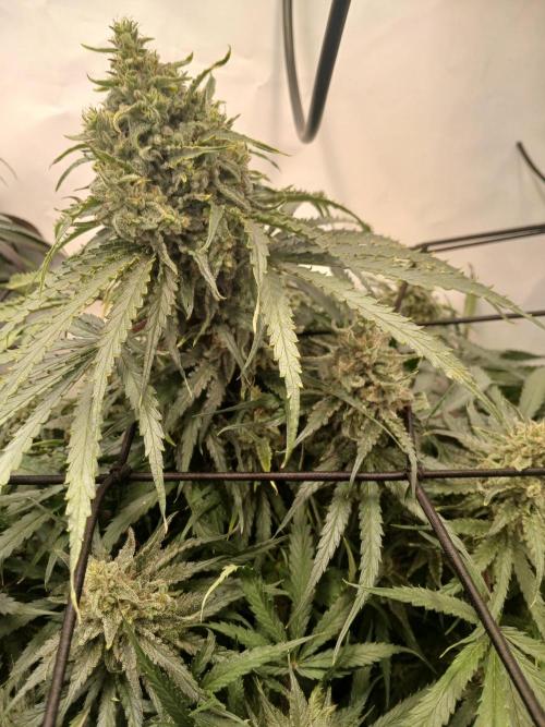 CBD Warlock. Week 13