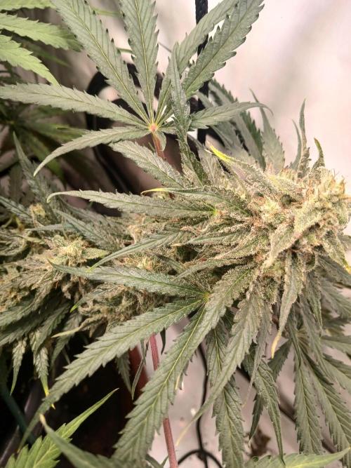CBD Warlock. Week 13