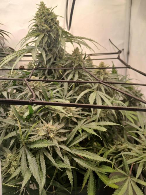 CBD Warlock. Week 13