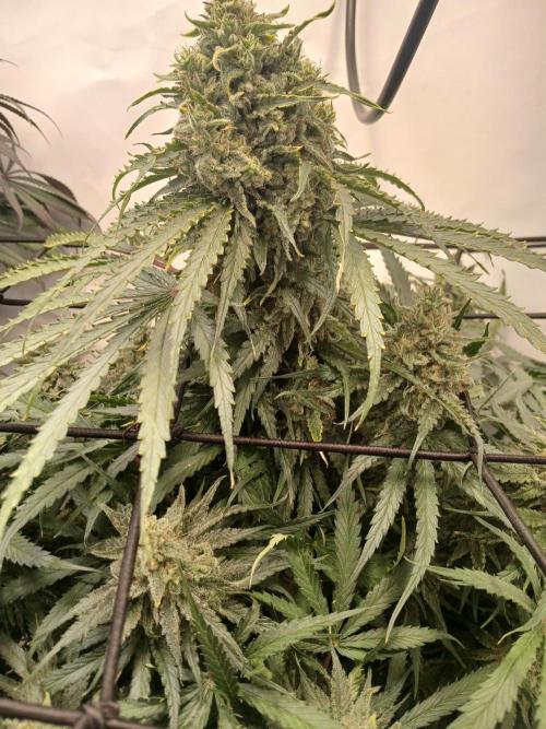 CBD Warlock. Week 13