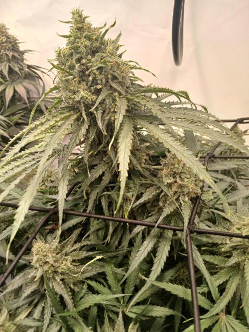 CBD Warlock. Week 13