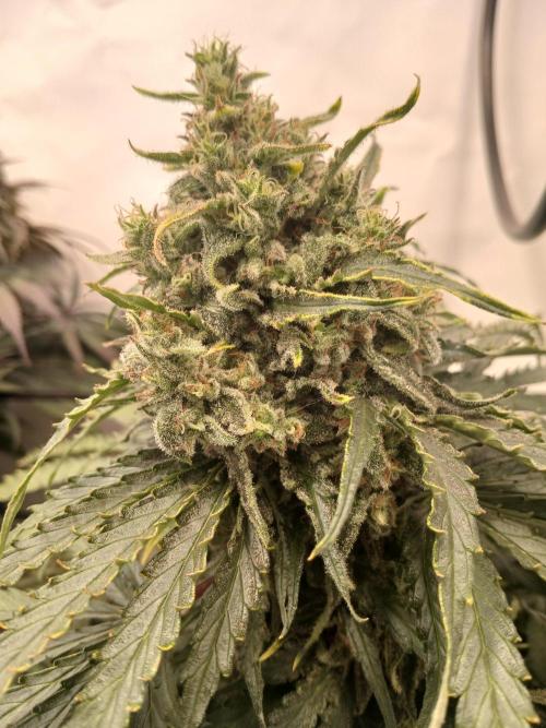 CBD Warlock. Week 13
