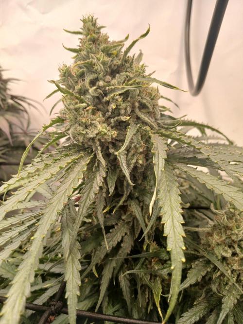 CBD Warlock. Week 13