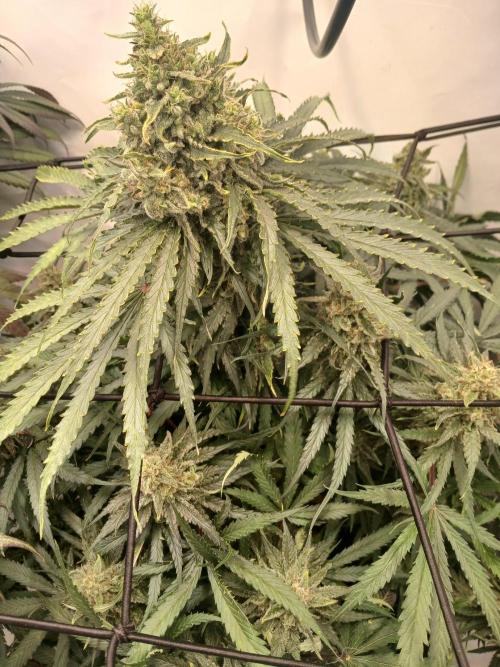 CBD Warlock. Week 14