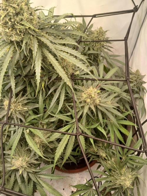 CBD Warlock. Week 14