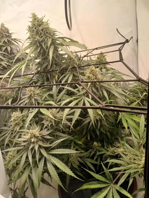 CBD Warlock. Week 14