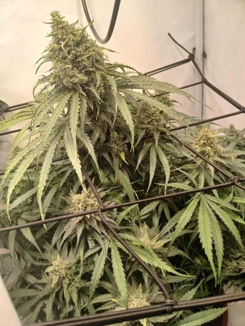 CBD Warlock. Week 14
