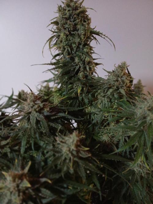 CBD Warlock. Week 14