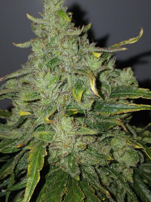 CBD Warlock. Week 15
