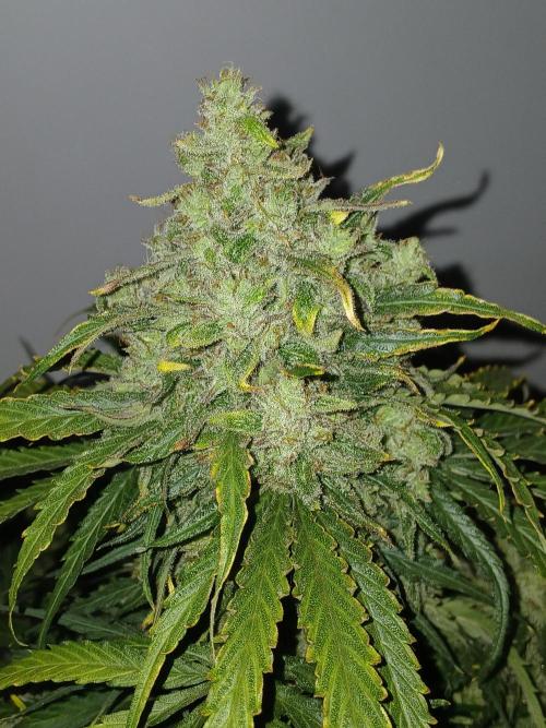 CBD Warlock. Week 15