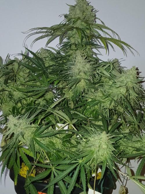 CBD Warlock. Week 15
