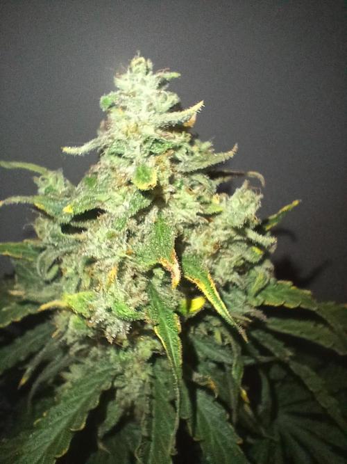 CBD Warlock. Week 15