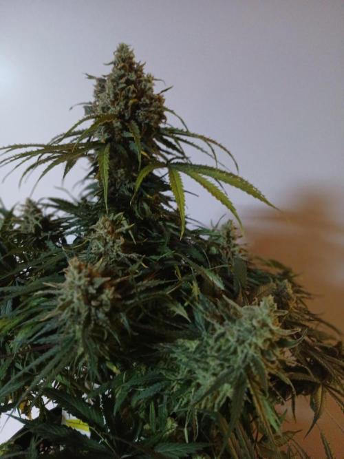 CBD Warlock. Week 15