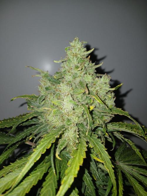 CBD Warlock. Week 15