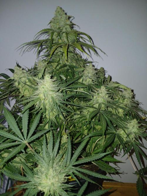 CBD Warlock. Week 15