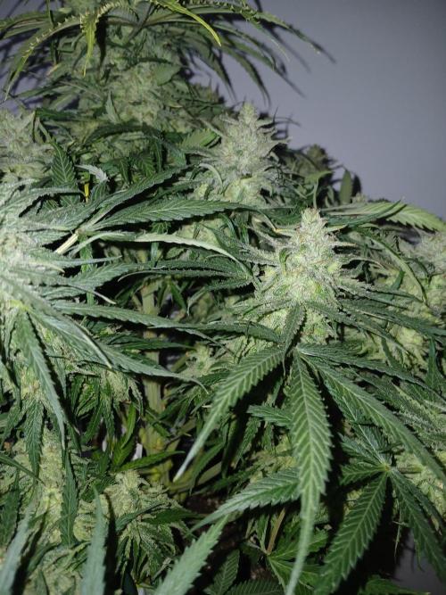 CBD Warlock. Week 15