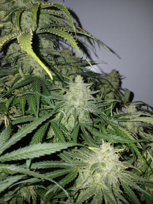 CBD Warlock. Week 15