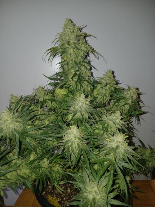 CBD Warlock. Week 15
