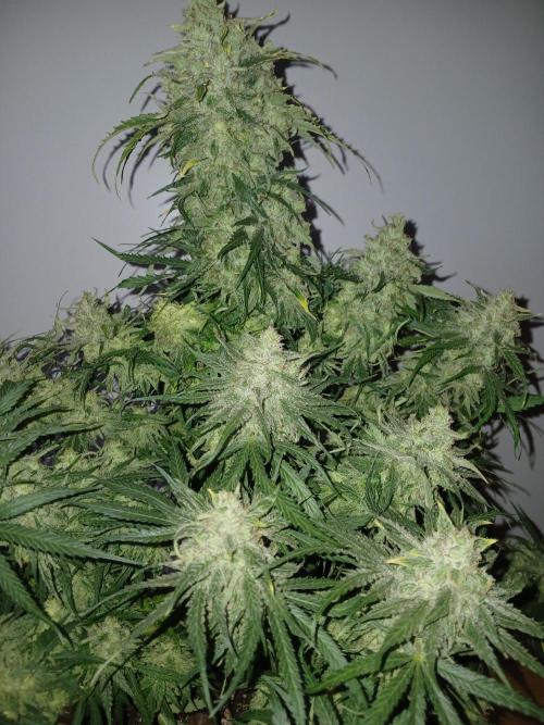 CBD Warlock. Week 15