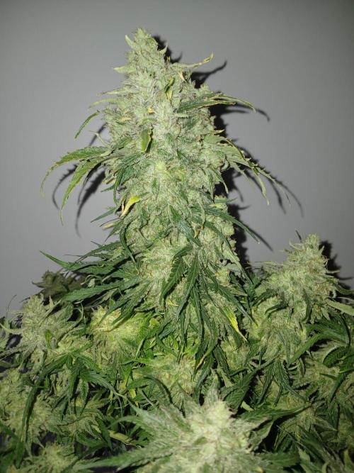 CBD Warlock. Week 15