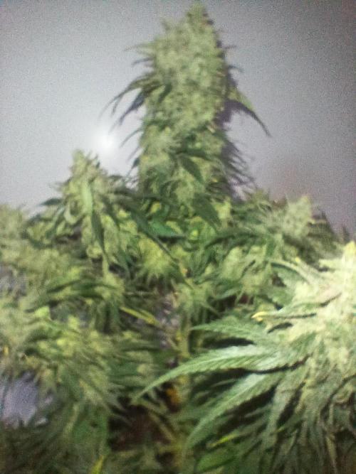 CBD Warlock. Week 15