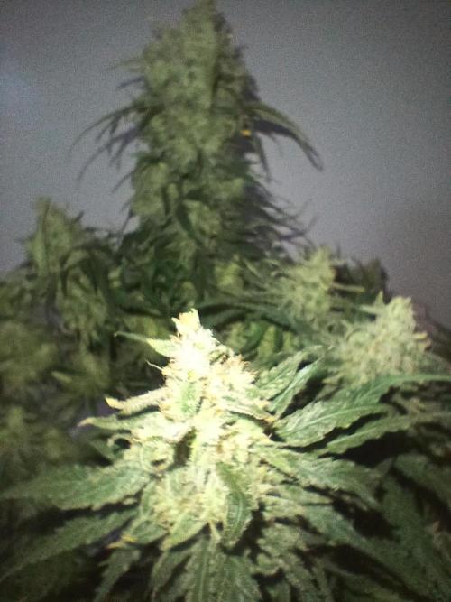 CBD Warlock. Week 15