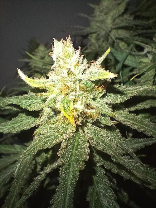 CBD Warlock. Week 15