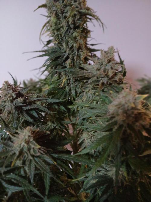 CBD Warlock. Week 15
