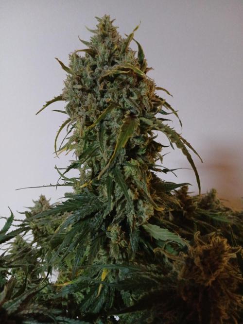 CBD Warlock. Week 15