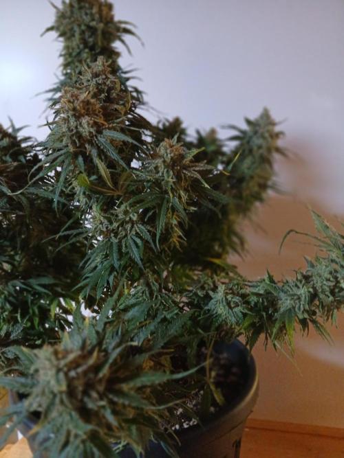 CBD Warlock. Week 15