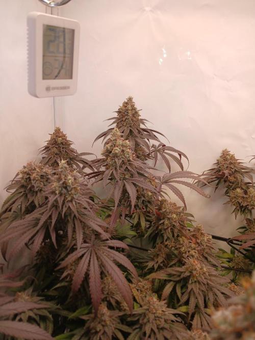 SLHxPC. Week 14