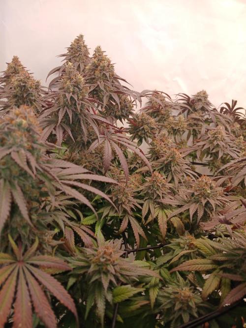 SLHxPC. Week 14