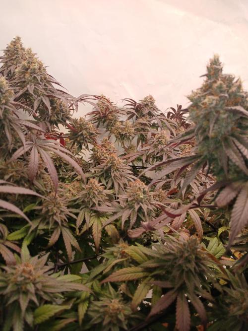 SLHxPC. Week 14