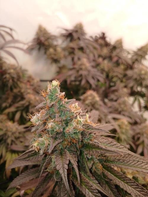 SLHxPC. Week 14