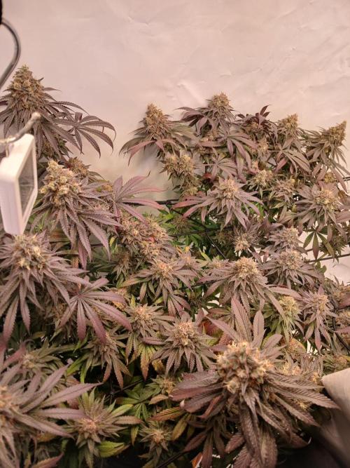 SLHxPC. Week 14