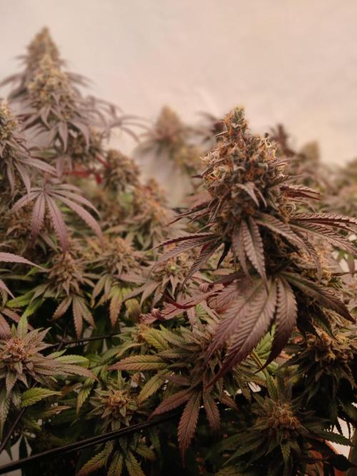 SLHxPC. Week 14