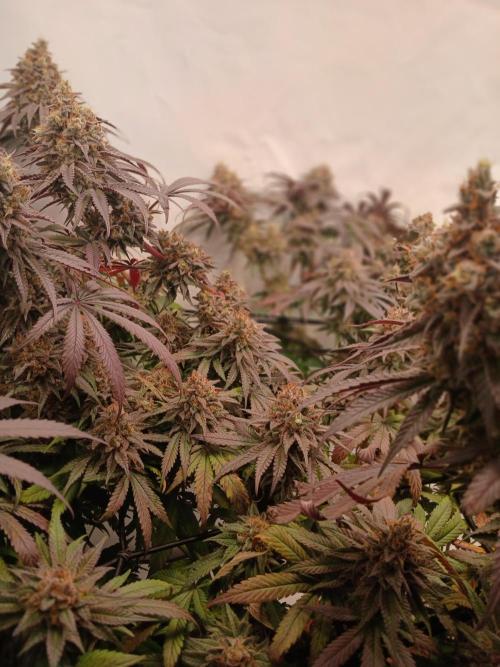 SLHxPC. Week 14