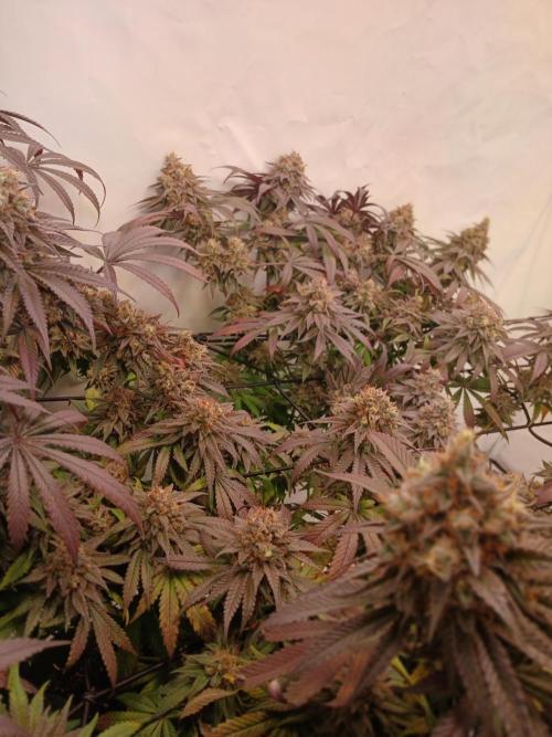 SLHxPC. Week 14