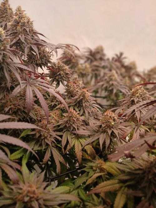 SLHxPC. Week 14